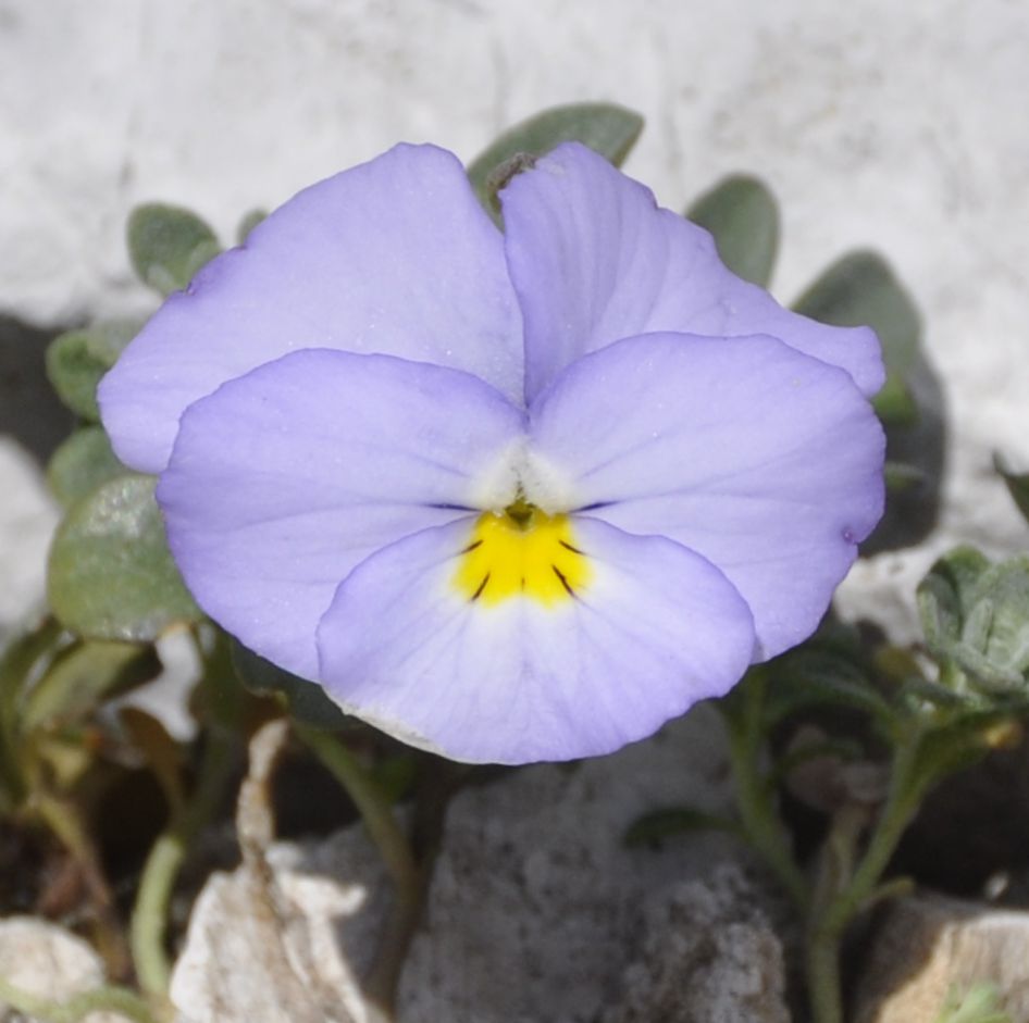 Image of Viola striis-notata specimen.