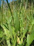 Cirsium canum