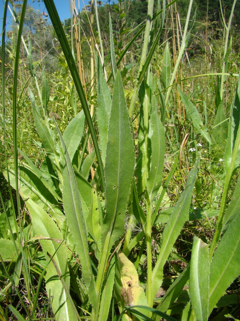 Image of Cirsium canum specimen.