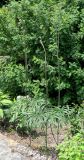 Смотреть изображение Syneilesis aconitifolia