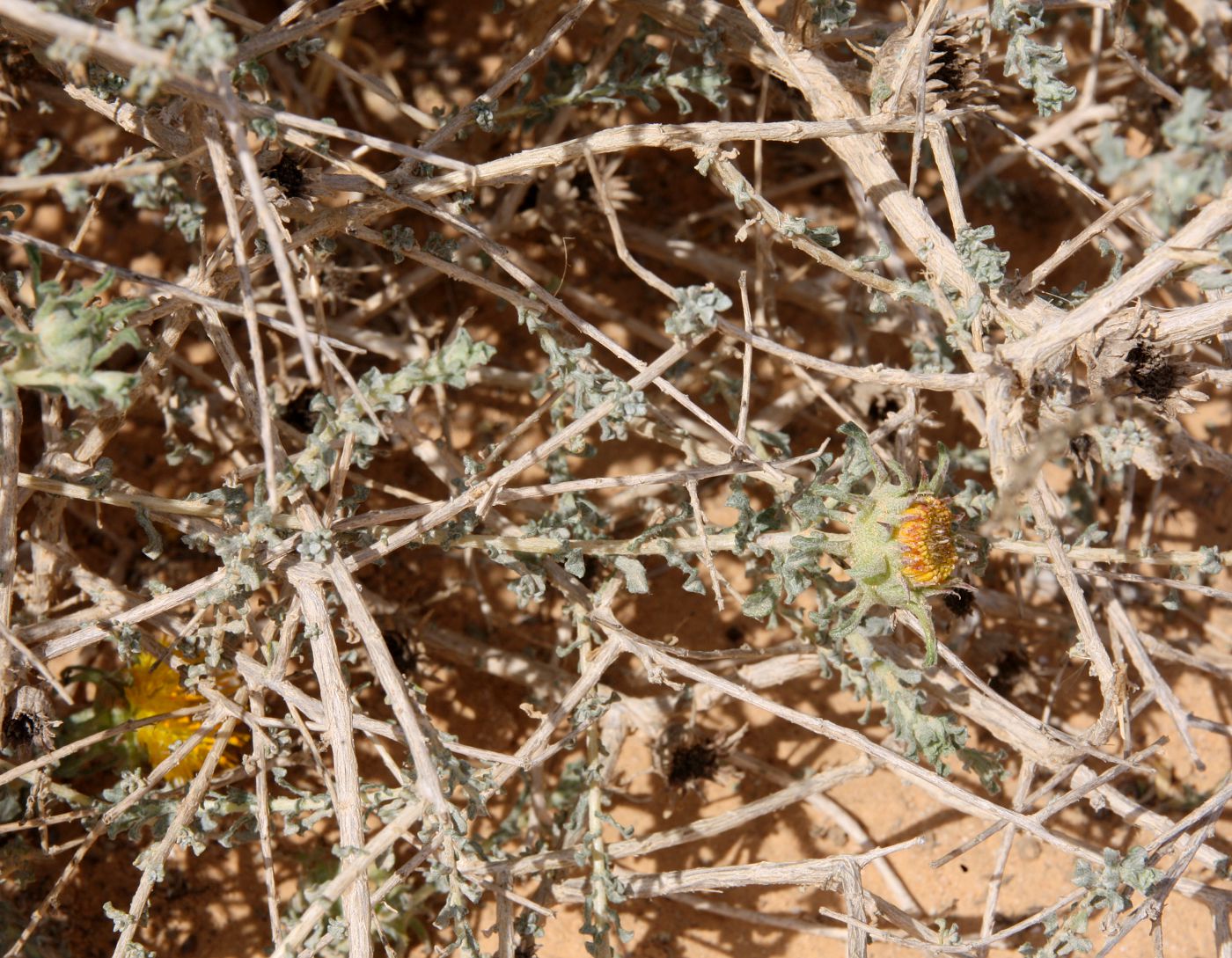 Image of Anvillea garcinii specimen.