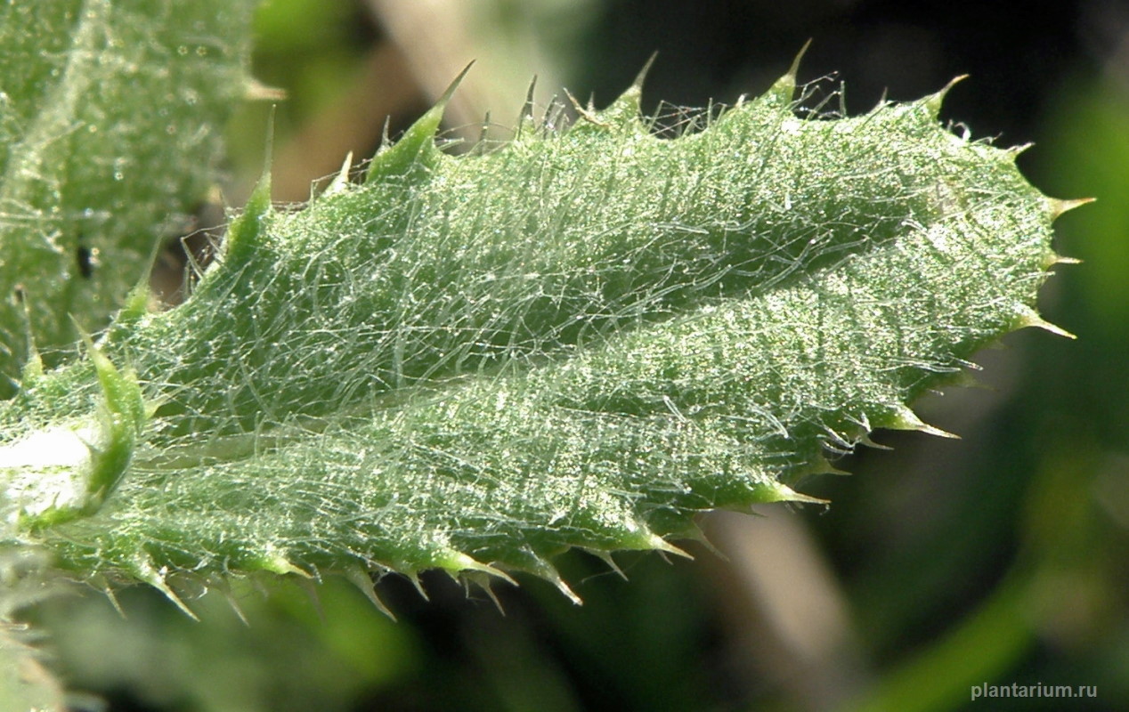 Изображение особи Cirsium incanum.