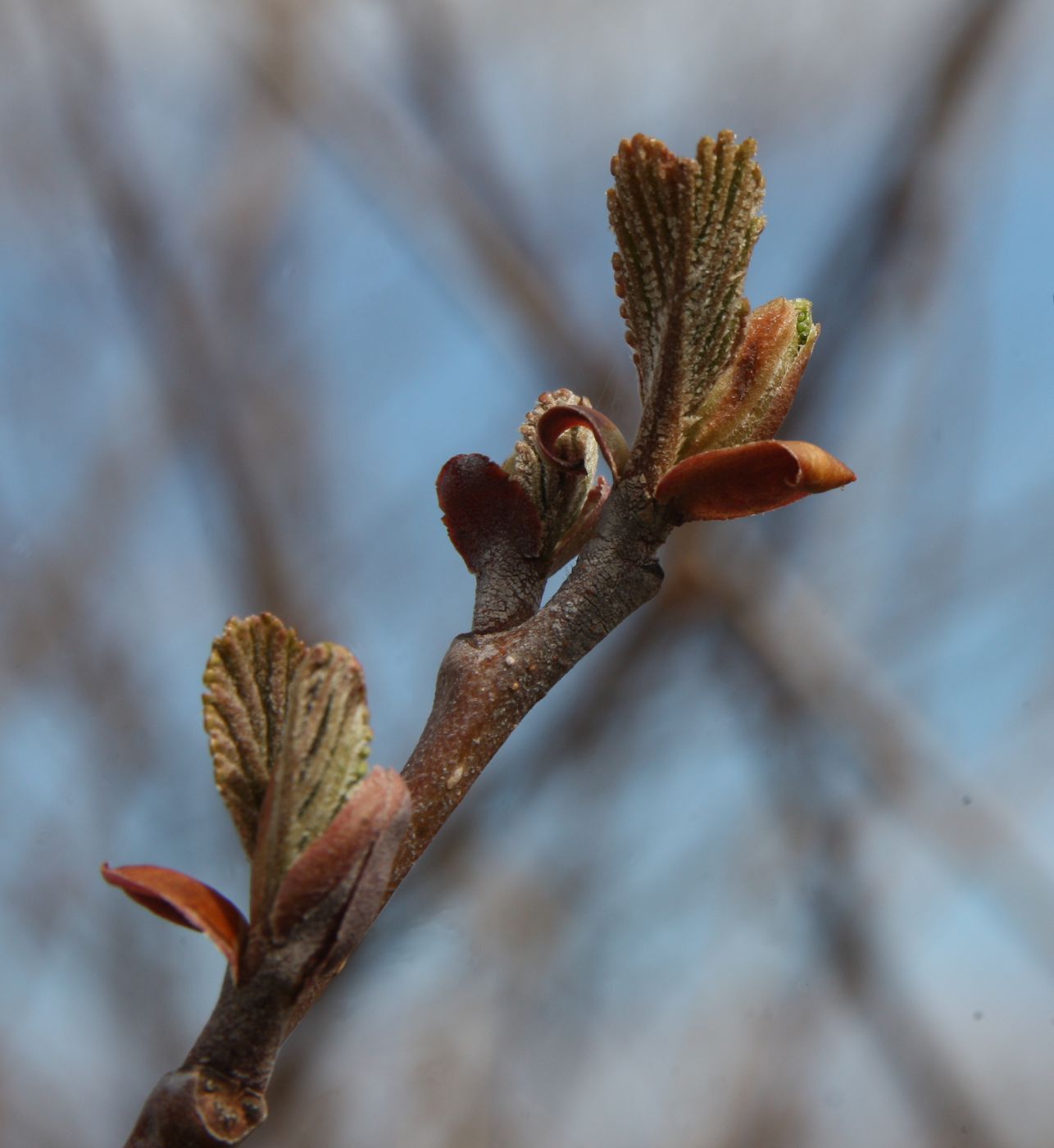 Image of Alnus glutinosa specimen.