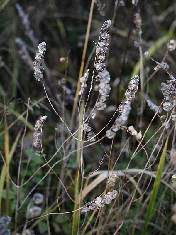 Image of genus Rhinanthus specimen.