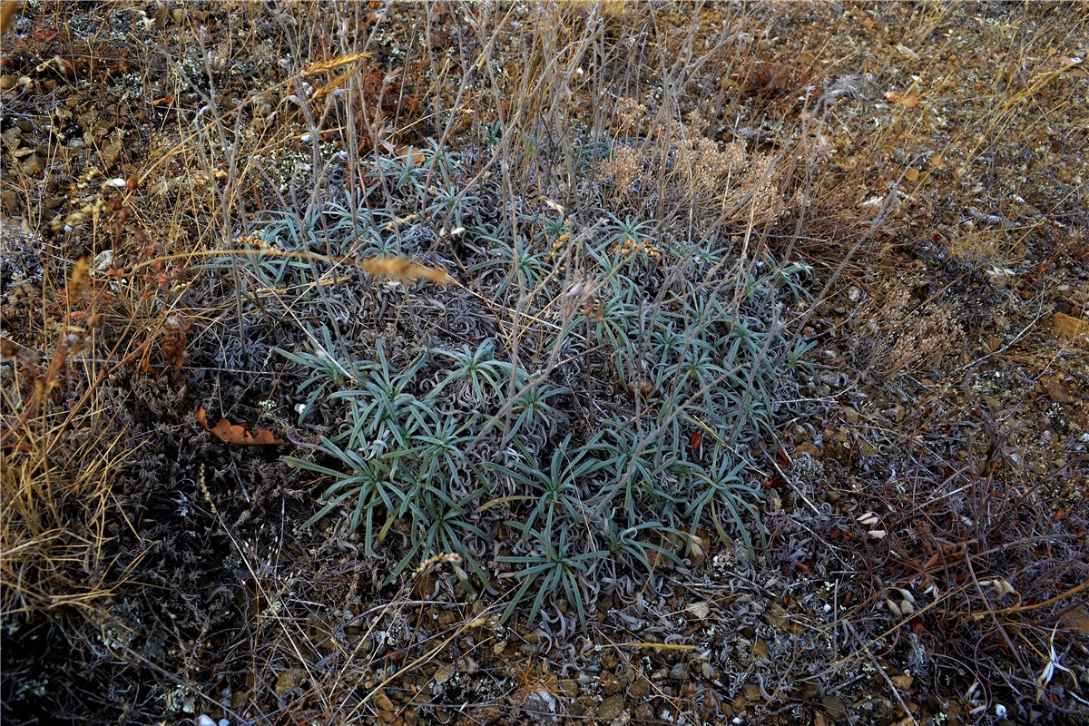 Image of Onosma polyphylla specimen.