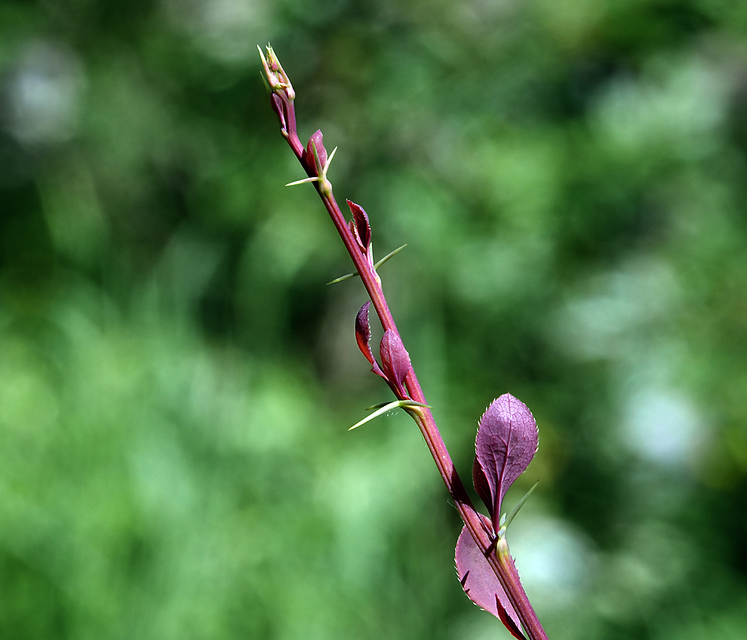 Image of Berberis vulgaris f. atropurpurea specimen.