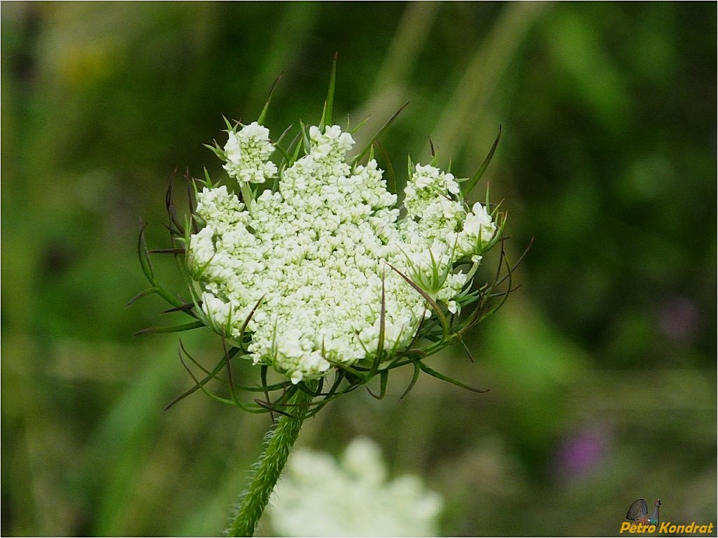 Image of Daucus carota specimen.