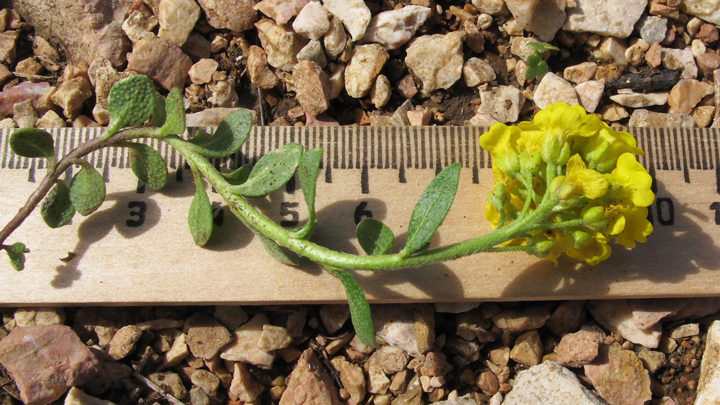 Image of Alyssum oschtenicum specimen.