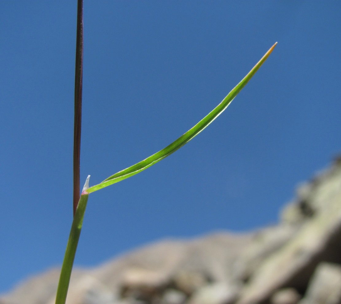 Image of genus Poa specimen.