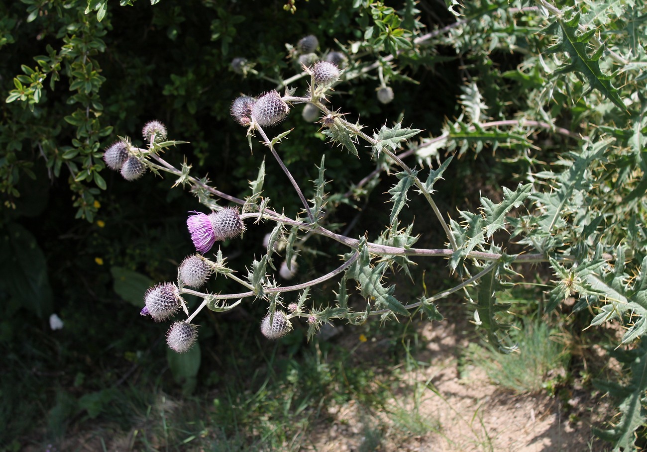 Изображение особи Cirsium buschianum.
