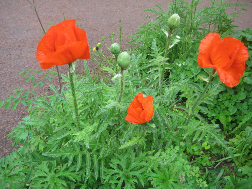 Изображение особи Papaver setiferum.