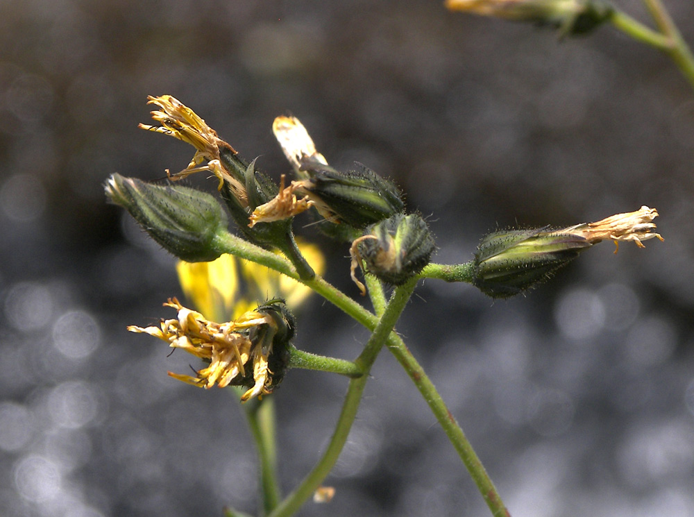 Изображение особи Hieracium &times; biebersteinii.