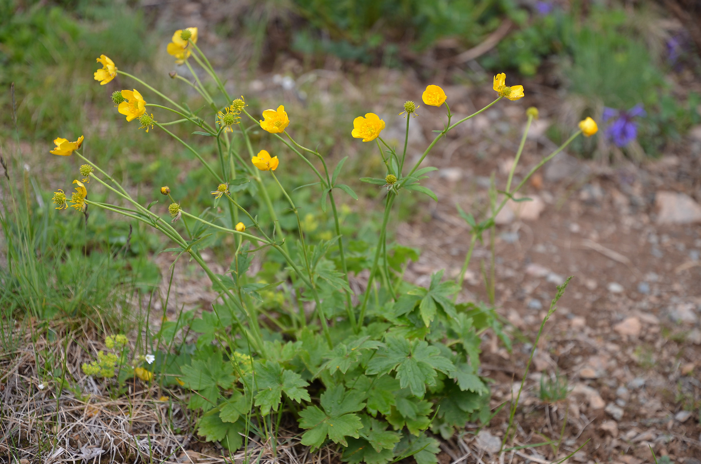 Image of Ranunculus grandifolius specimen.