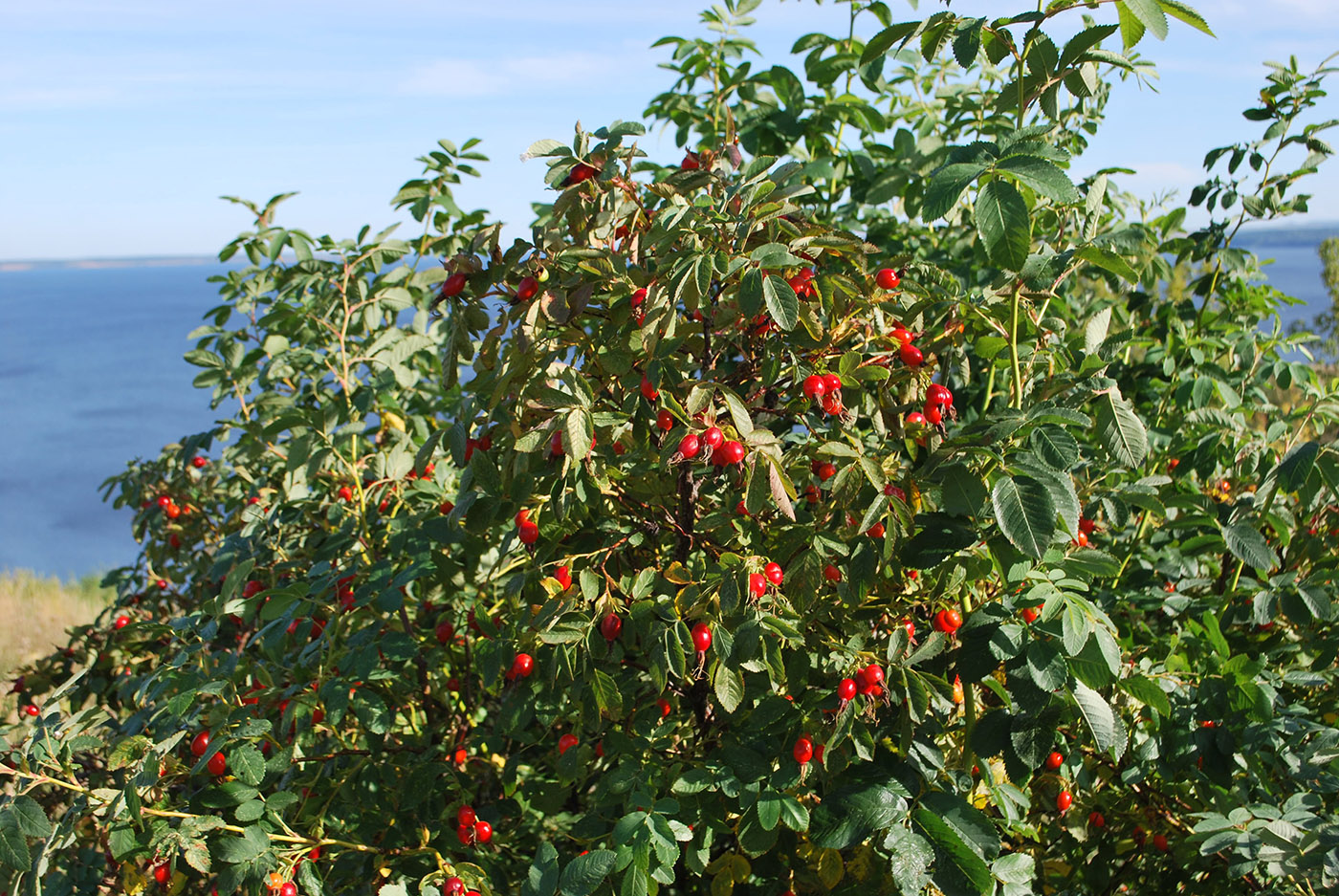 Image of Rosa cinnamomea specimen.