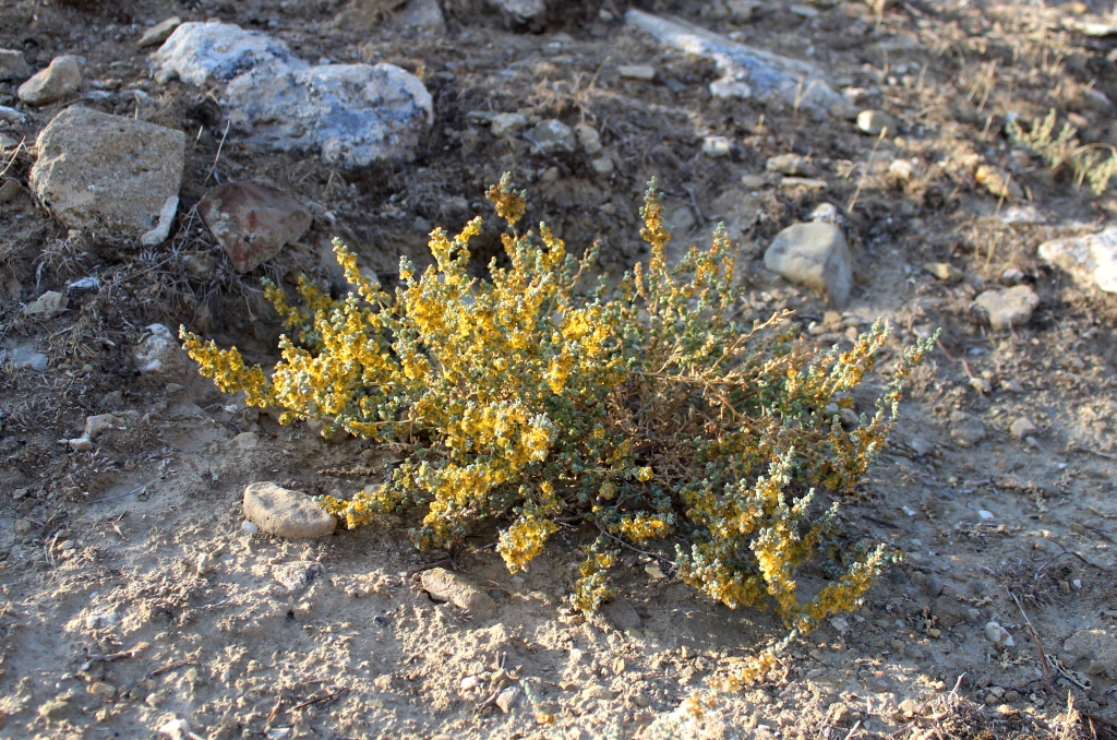 Изображение особи Salsola tomentosa.