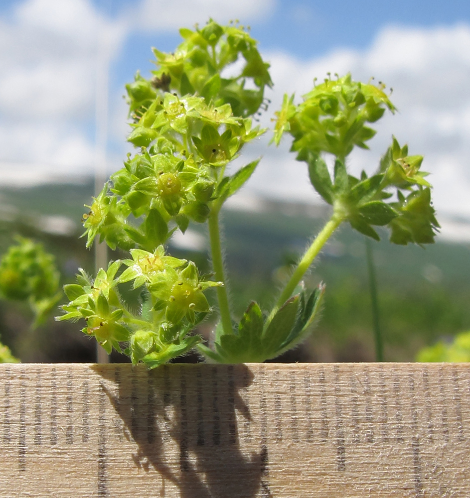 Изображение особи Alchemilla orthotricha.