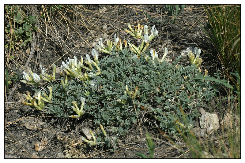 Изображение особи Astragalus helmii.