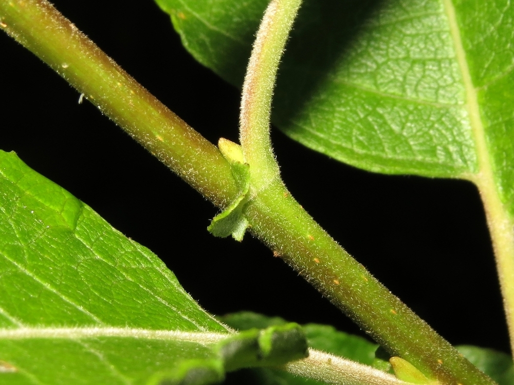 Image of Salix caprea specimen.