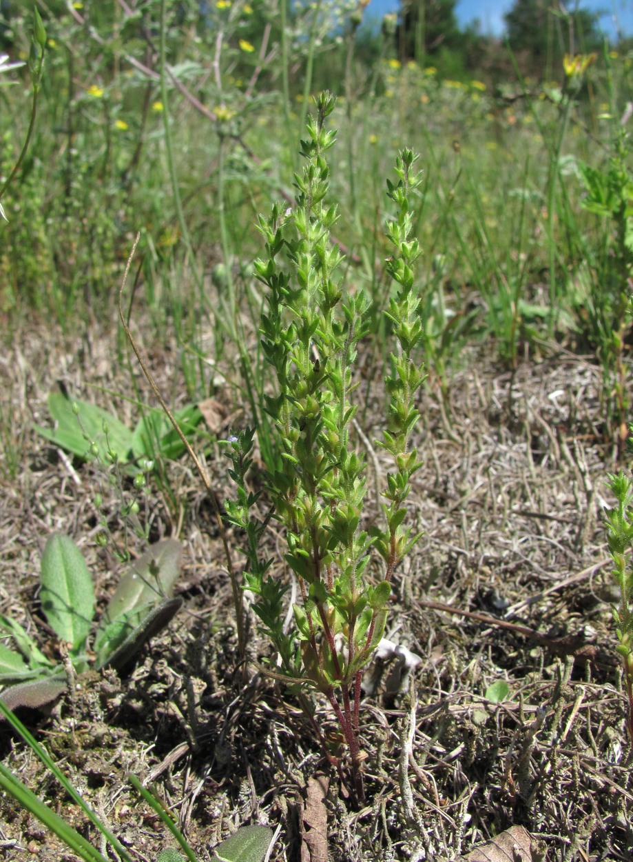 Image of Veronica verna specimen.