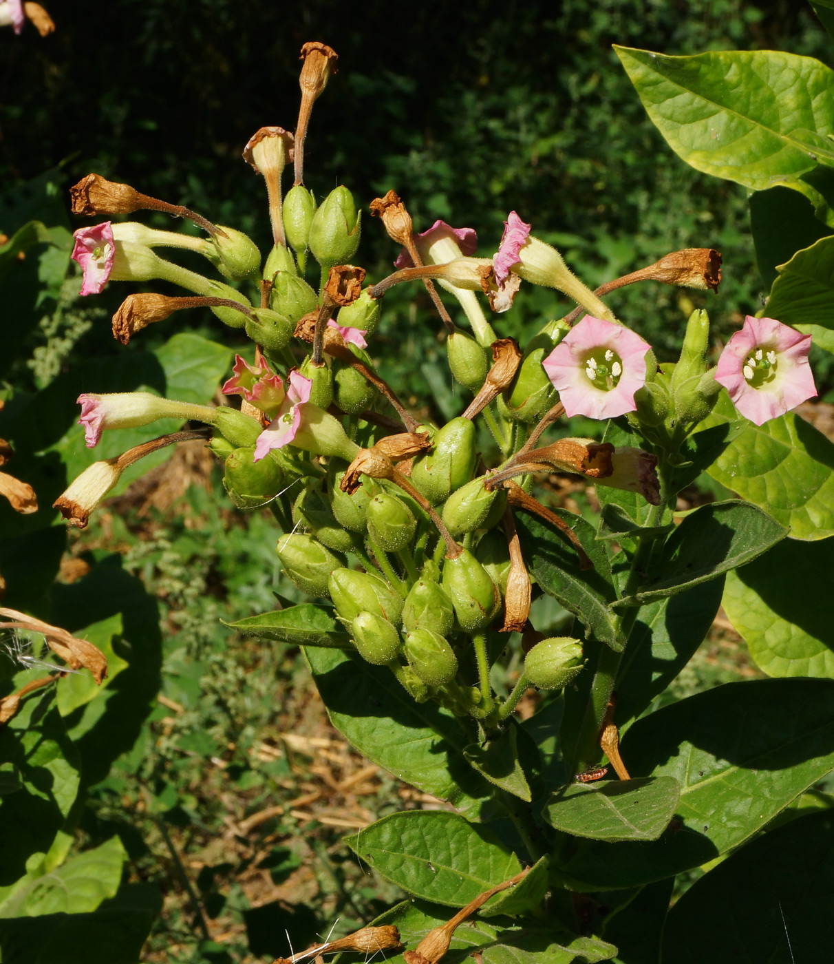 Image of Nicotiana tabacum specimen.