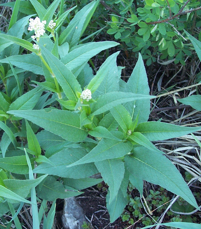 Image of Aconogonon alpinum specimen.