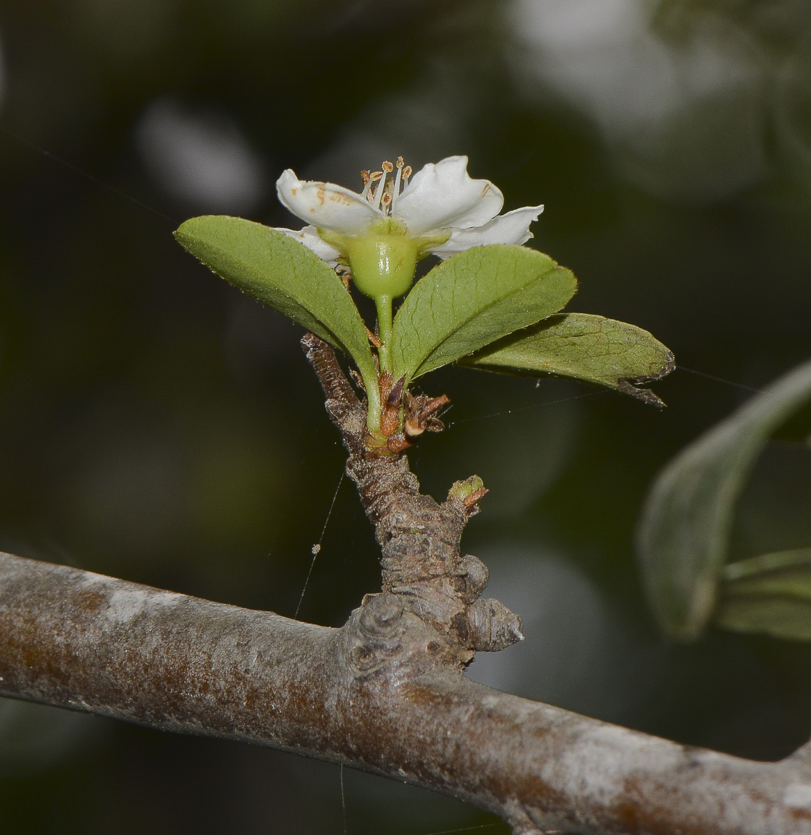 Image of Pyracantha rogersiana specimen.