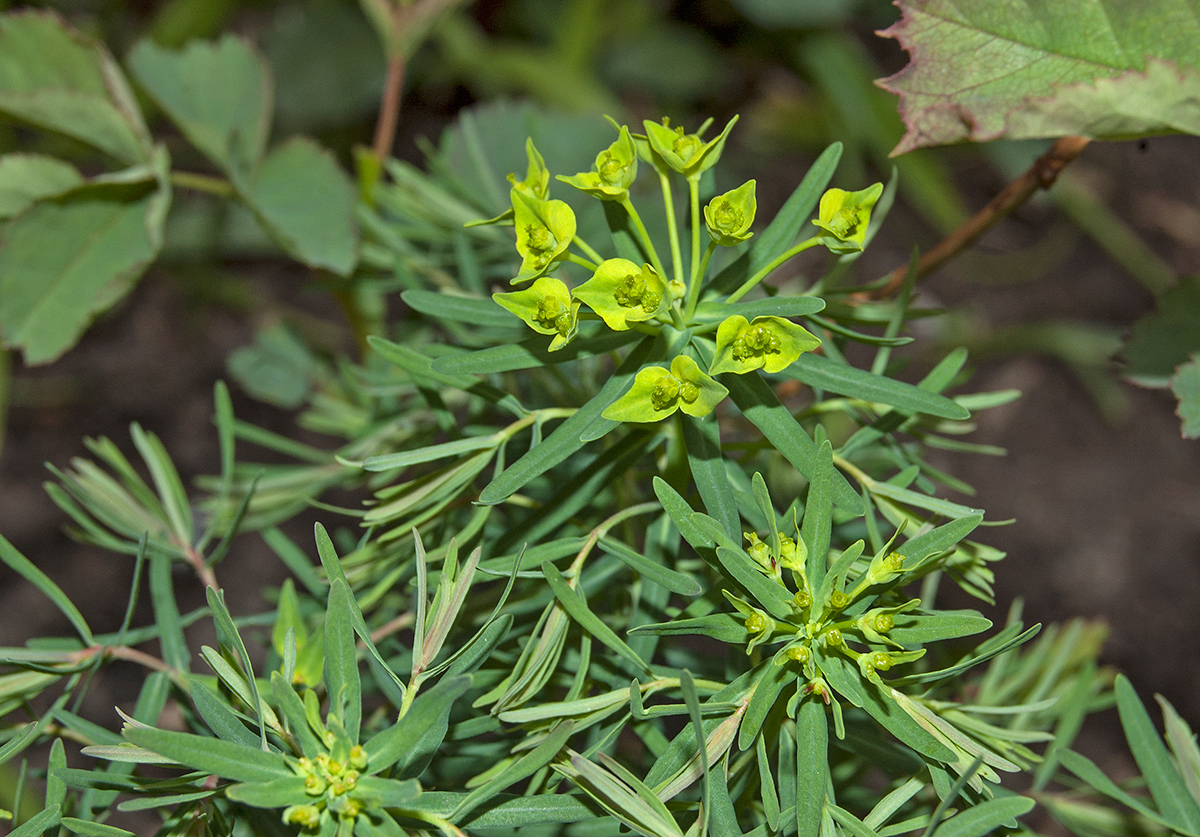 Изображение особи род Euphorbia.