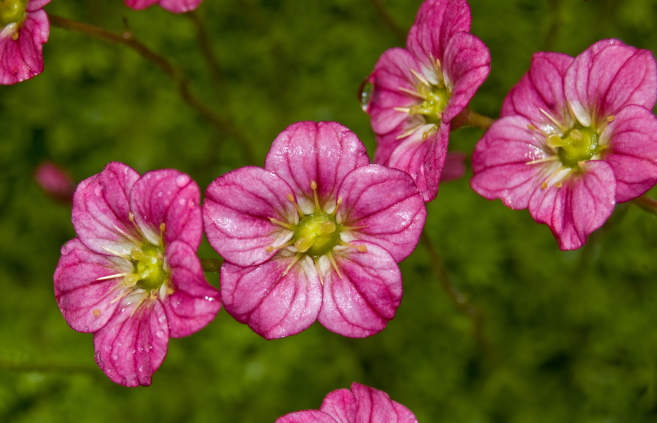 Image of Saxifraga &times; arendsii specimen.