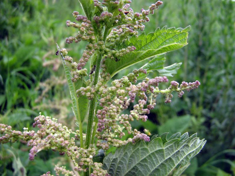 Image of Urtica dioica specimen.