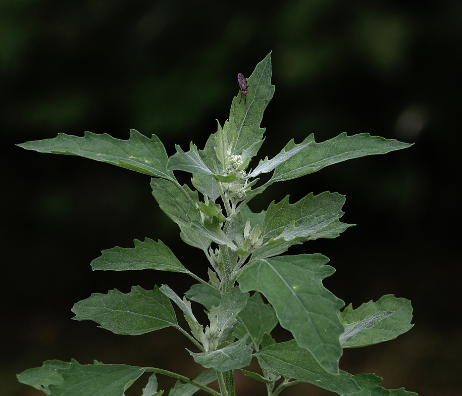 Изображение особи Chenopodium album.