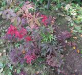 Acer palmatum