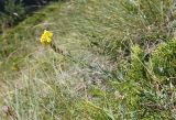 Linaria genistifolia. Верхушка цветущего растения. Кабардино-Балкария, Эльбрусский р-н, долина р. Ирик, ок. 2300 м н.у.м., субальпийский луг. 05.08.2018.