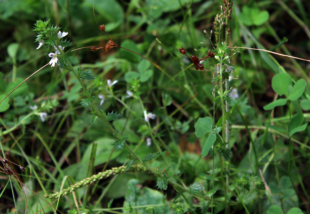 Image of Euphrasia vernalis specimen.