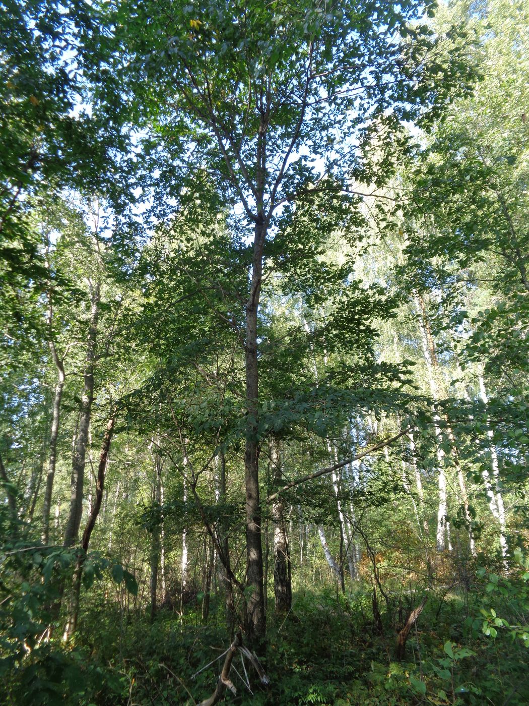 Изображение особи Ulmus glabra.