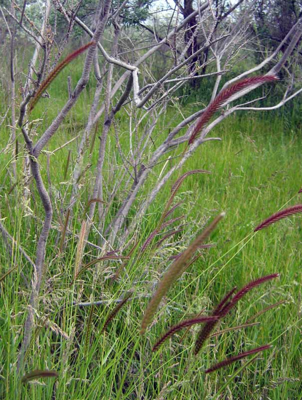 Image of Hordeum brevisubulatum specimen.