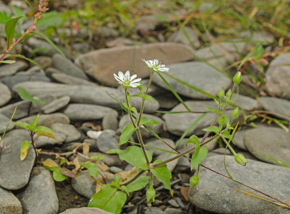 Image of Myosoton aquaticum specimen.