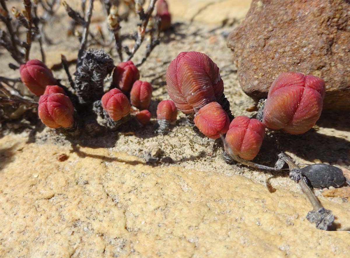 Изображение особи Crassula pyramidalis.