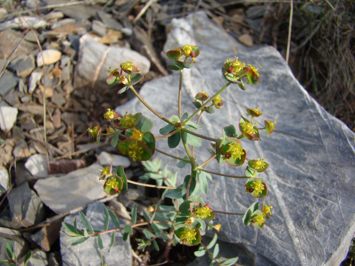 Изображение особи Euphorbia talassica.