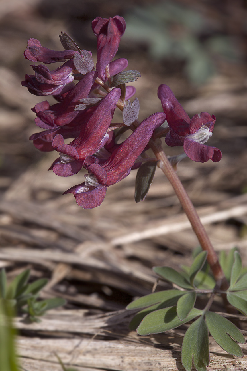 Image of Corydalis solida specimen.