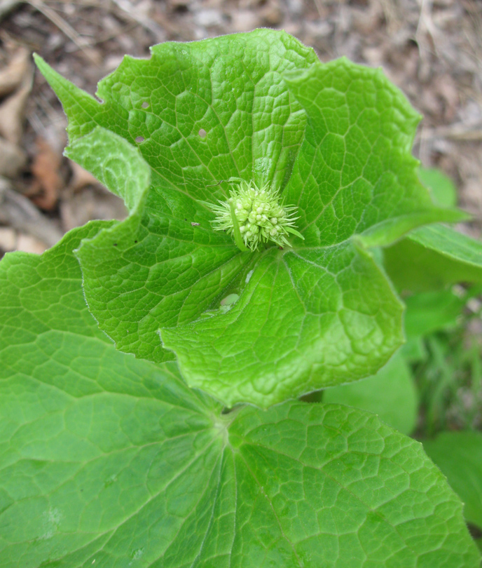 Изображение особи Valeriana tiliifolia.