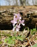 Corydalis caucasica