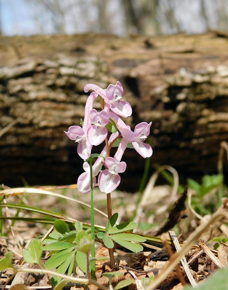 Изображение особи Corydalis caucasica.