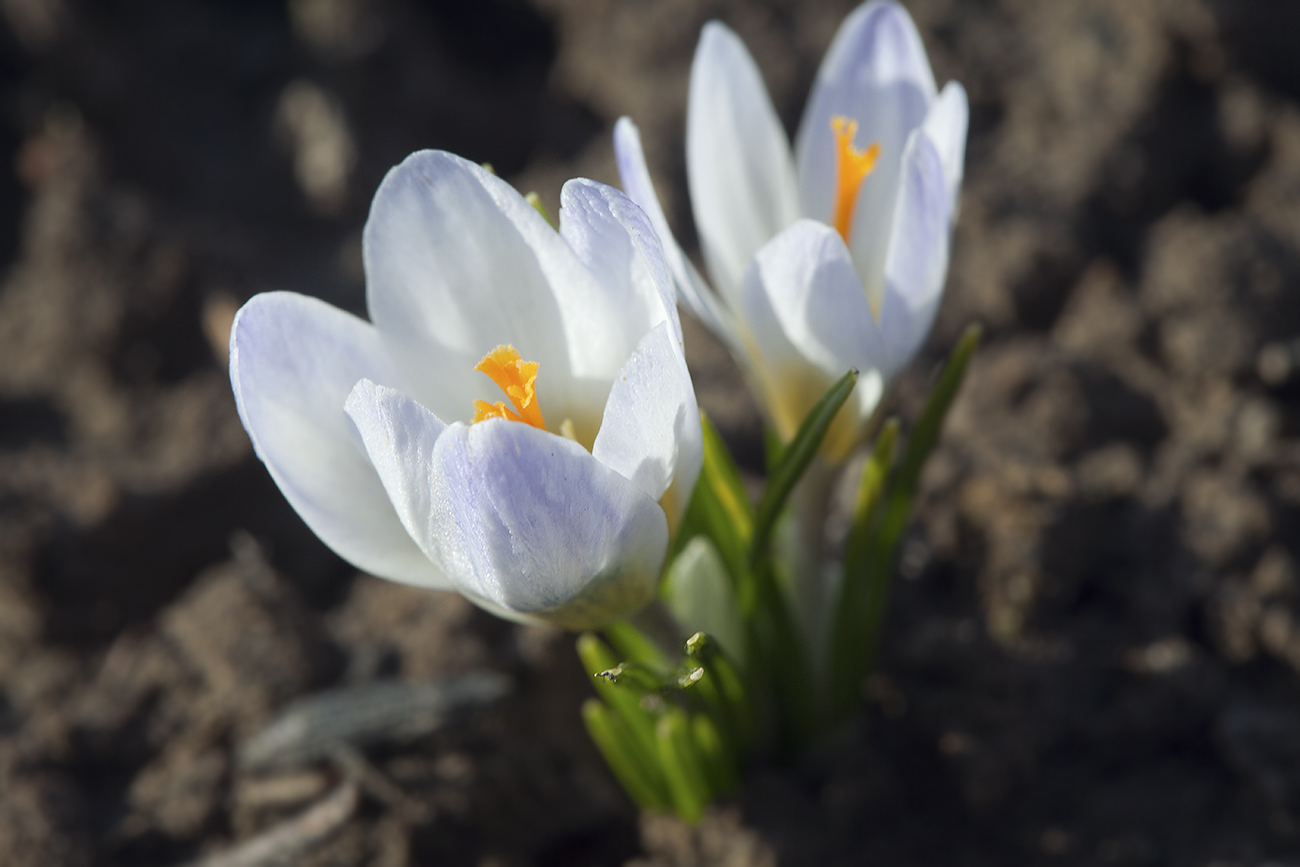 Image of Crocus biflorus specimen.