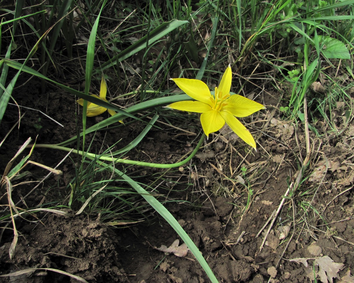 Image of Tulipa sylvestris specimen.