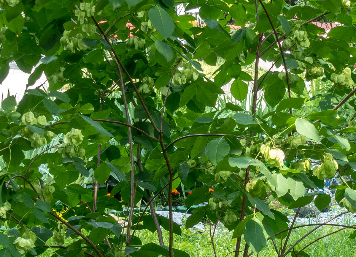 Image of Ptelea trifoliata specimen.