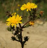 Picris hieracioides. Верхушки цветущих и расцветающих растений. Горный Крым, Главная гряда, Ай-Петринская яйла, лесостепь, обочина дороги. 07.08.2019.