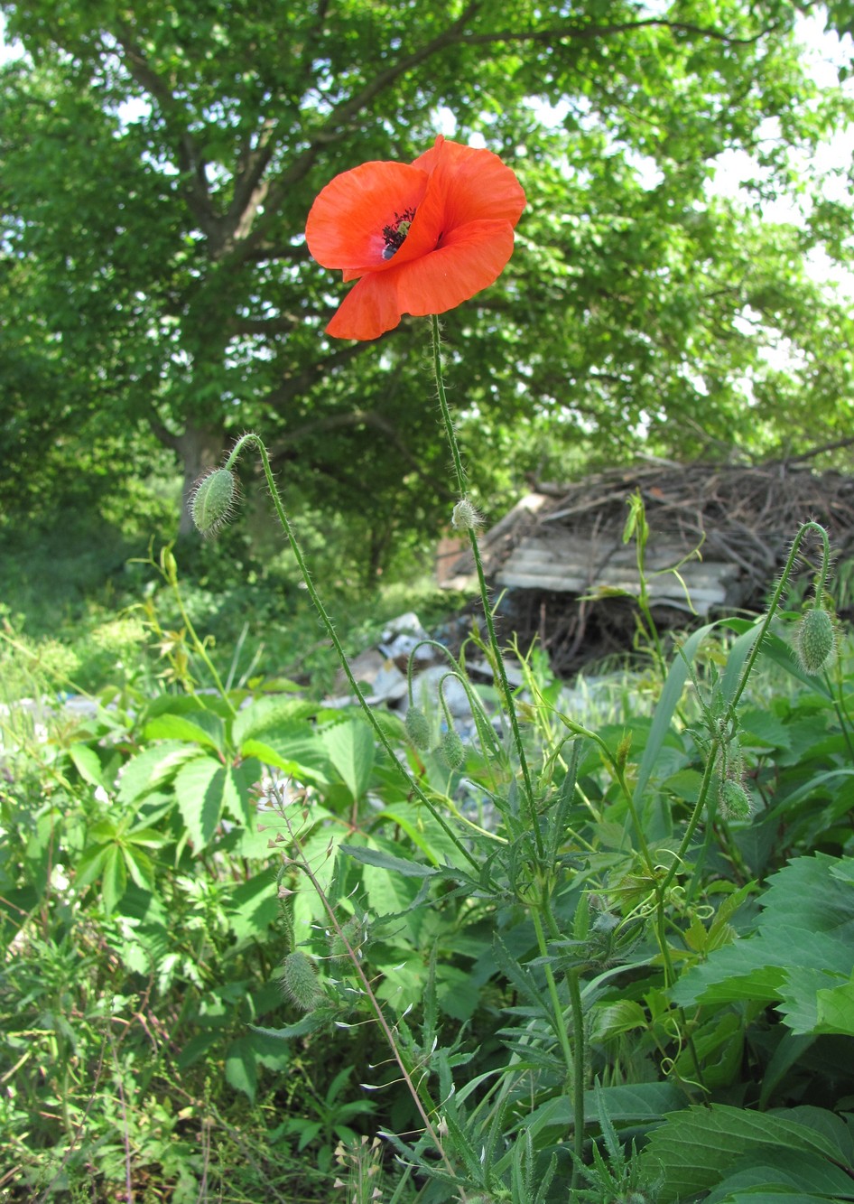 Изображение особи Papaver rhoeas.