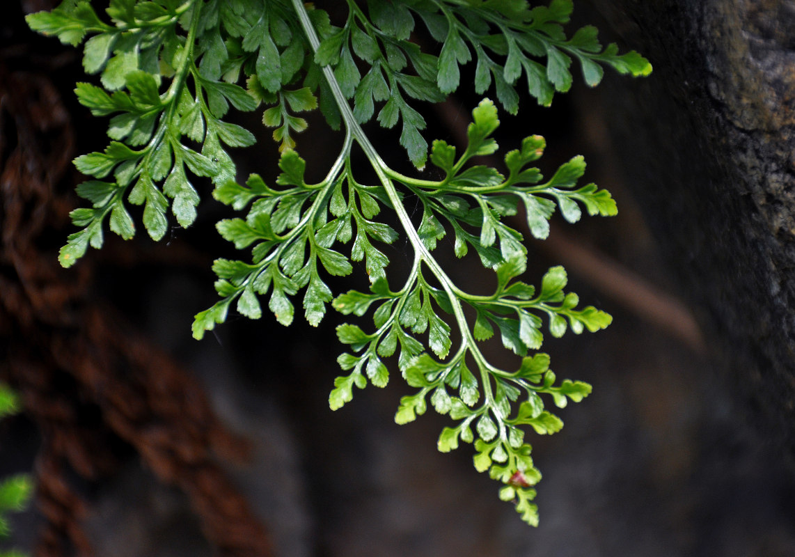 Image of genus Asplenium specimen.