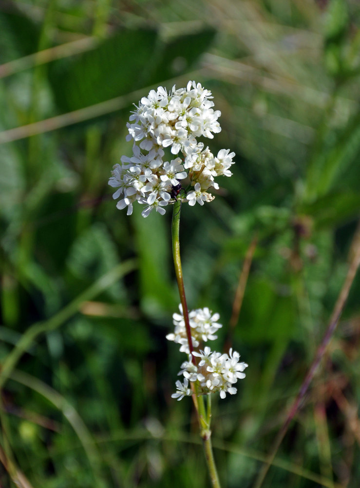 Image of Silene sendtneri specimen.