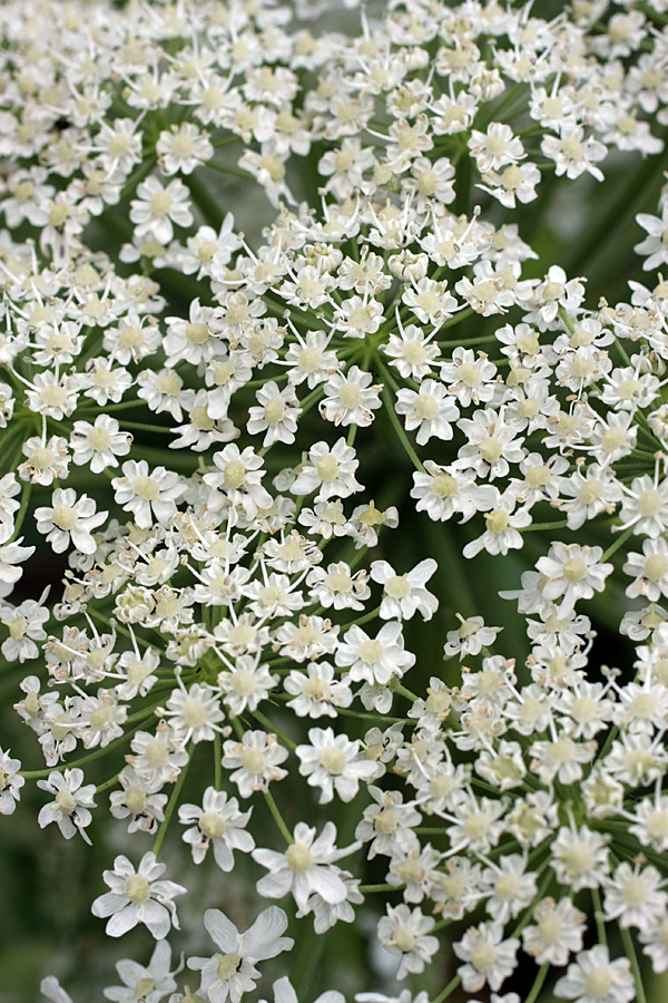 Image of Heracleum sosnowskyi specimen.